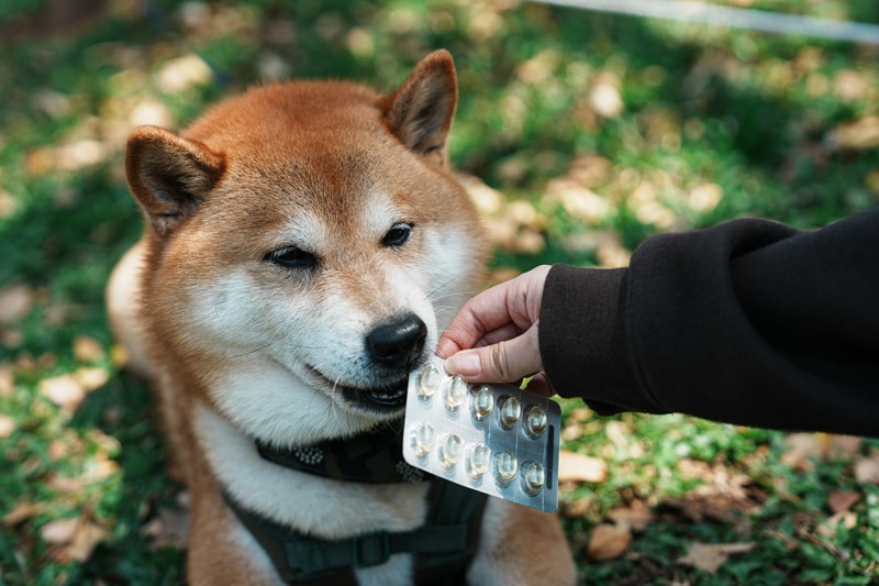 試用